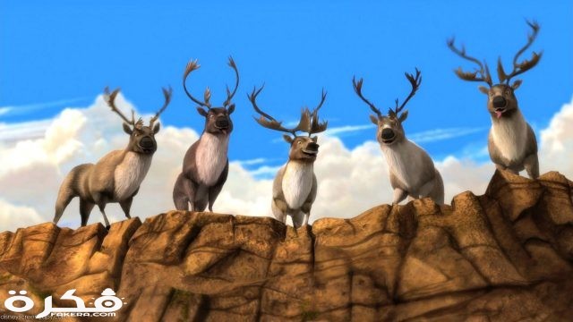 Caribou is the only member of deer family where both males and females wear antlers.