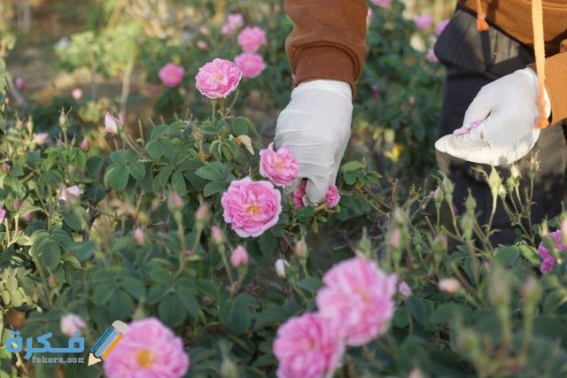 تفسير حلم قطف الورد في المنام تفسير حلم قطف الورد في المنام
