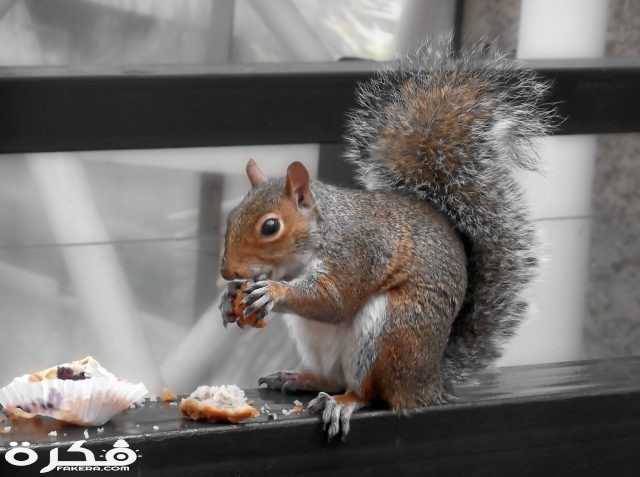 Eastern Gray Squirrel Barbican Centre london