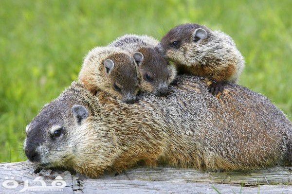 Groundhog whistles when it is threatened. Because of that groundhog is also known as whistle pig.