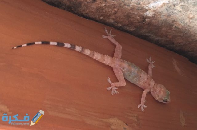 طرق الوقاية من انتشار البرص في المنزل