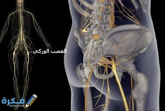 أعراض الديسك في القدم والانزلاق الغضروفي الوركي أعراض الديسك في القدم والانزلاق الغضروفي الوركي