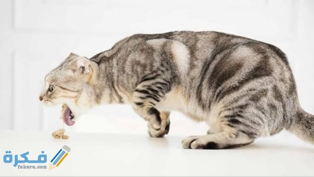 قطتي تستفرغ سائل أصفر