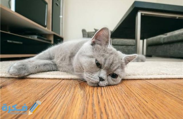 قطتي تستفرغ سائل أصفر