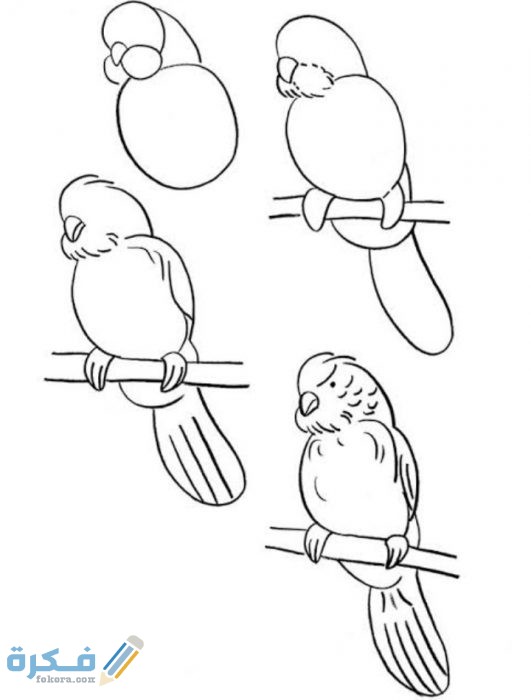 كيفية تعلم رسم الطيور للاطفال