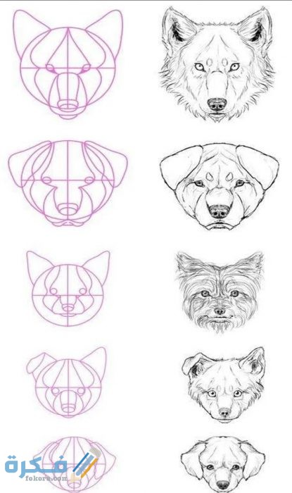 كيفية تعليم رسم الحيوانات البرية 