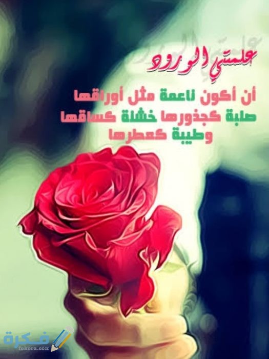 عبارات عن الورد الاحمر