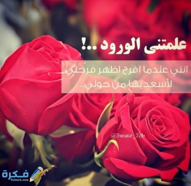 عبارات عن الورد الاحمر