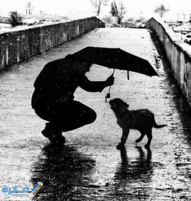 عبارات عن الرفق بالحيوان عبارات عن الرفق بالحيوان