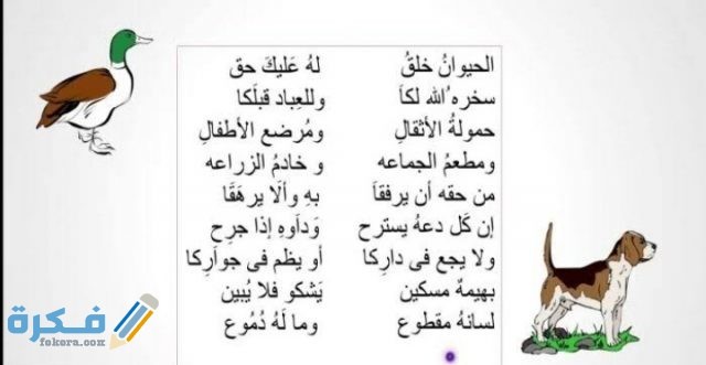 عبارات عن الرفق بالحيوان عبارات عن الرفق بالحيوان