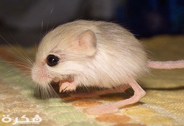 Jerboa can survive from 2 to 6 years in the wild depending on the species.