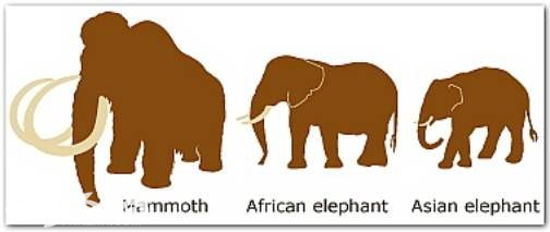 Mammoths and elephants are two groups of long trunked big tusked and typically enormous herbivores that both enjoy a long and storied relationship with human beings