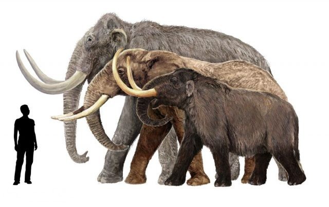 Mammoths and modern elephants overlap significantly in body mass