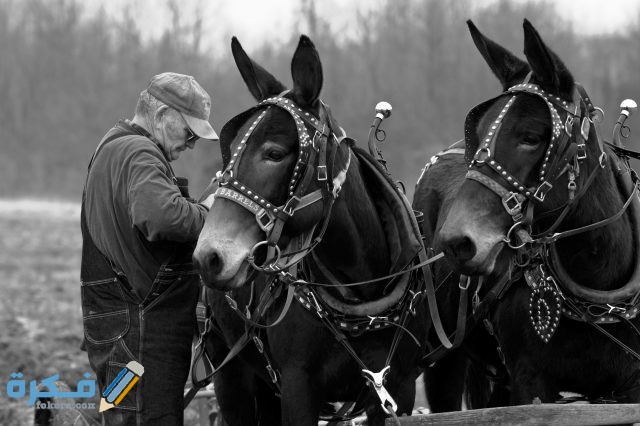 طرق تكاثر البغال