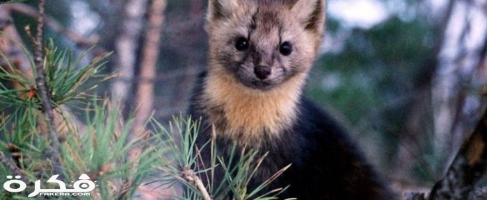 Sable animal 728x300 1