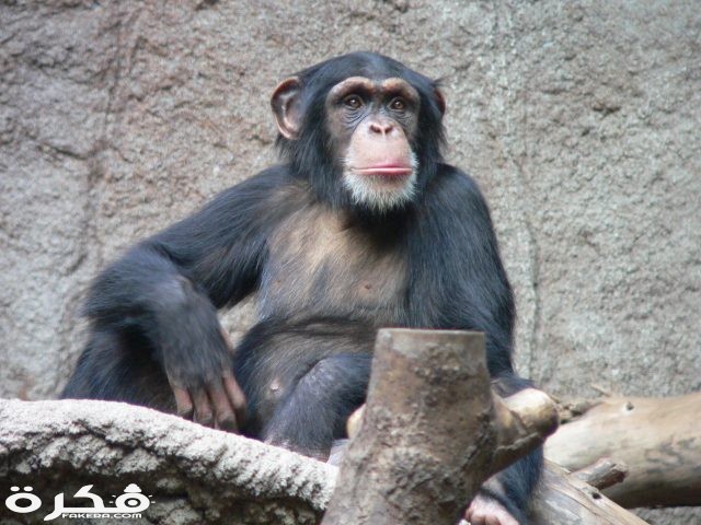 Schimpanse Zoo Leipzig