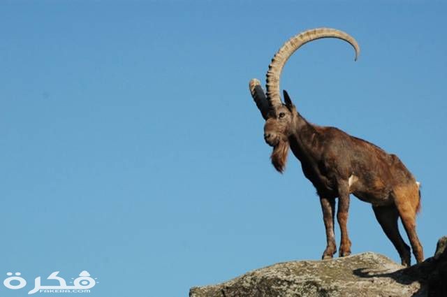 Siberian ibex can survive from 15 males to 17 females years in the wild and up to 22 years in the captivity.