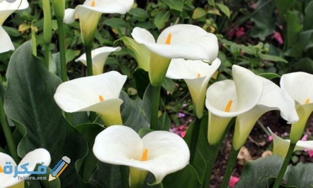 زهرة الفلامنجو البيضاء 