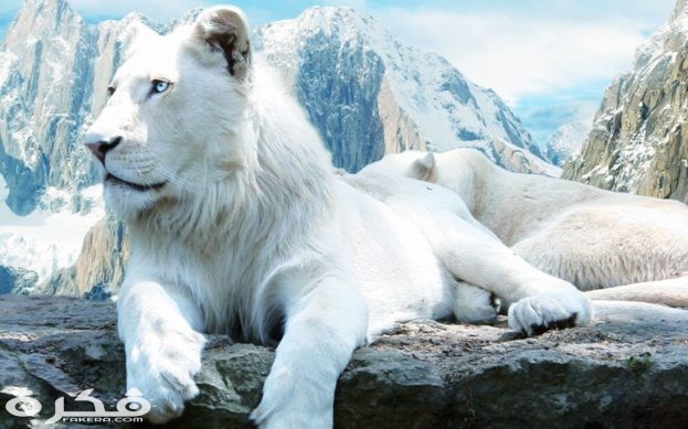 خلفيات وصور الأسد ملك الغابة 2021