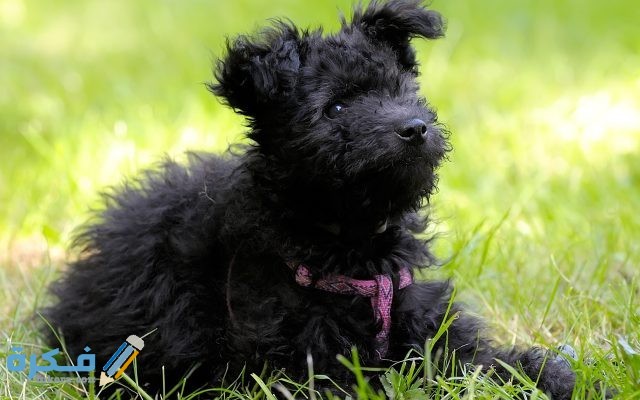 كلب Affenpinscher