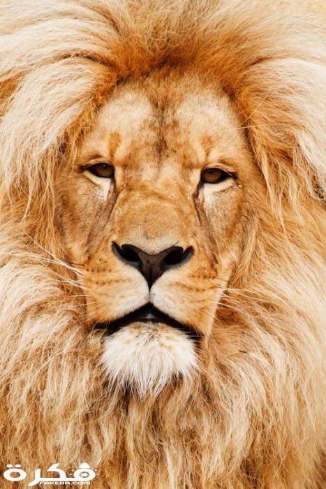 خلفيات وصور الأسد ملك الغابة 2021