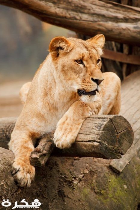 خلفيات وصور الأسد ملك الغابة 2021