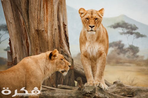 خلفيات وصور الأسد ملك الغابة 2021