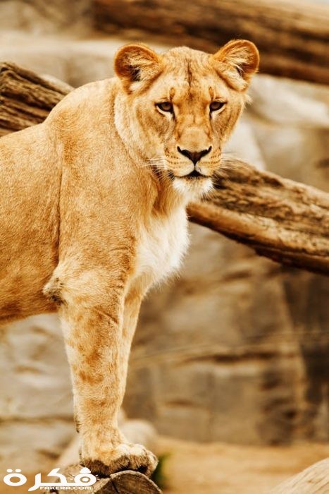 خلفيات وصور الأسد ملك الغابة 2021