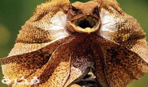 animal exotico el lagarto de1 510x300 1