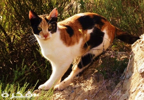 calico cats facts 10984 4 1549838752