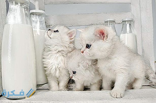 منتجات الألبان