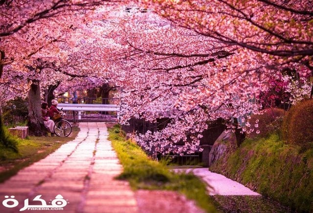 cherry blossoms sakura spring 4 greatatmosphere greatest images amazing 2013