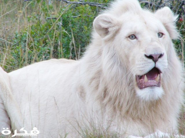 خلفيات وصور الأسد ملك الغابة 2021