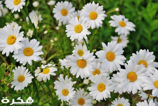 daisy flower spring marguerite 67857