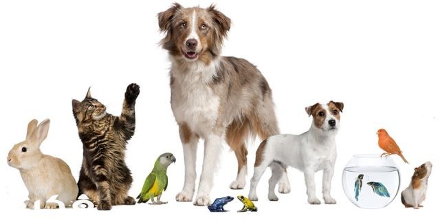 did you know 20 interesting information about animals and birds