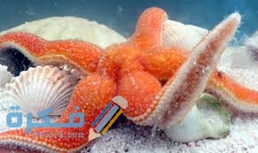 فوائد نجم البحر