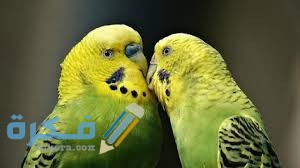 طريقة تكاثر العصافير