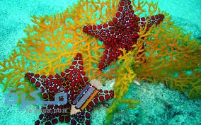 ما سبب تسمية نجم البحر بهذا الاسم