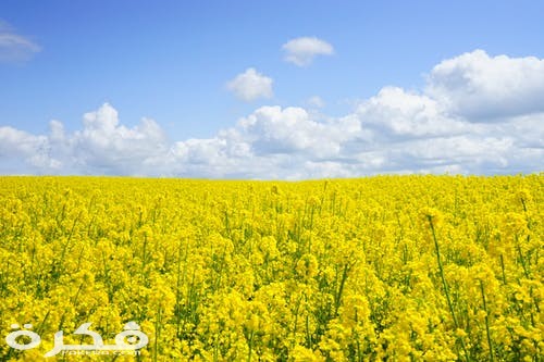 field of rapeseeds oilseed rape blutenmeer yellow 46164