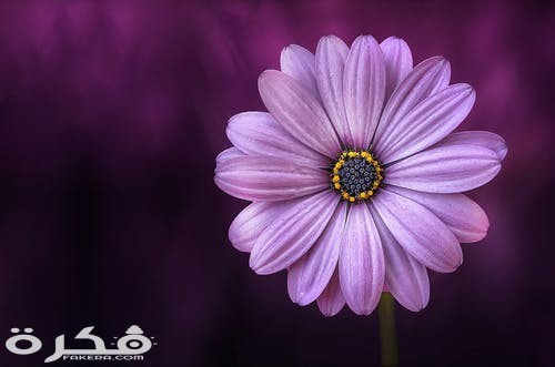 flower purple lical blosso