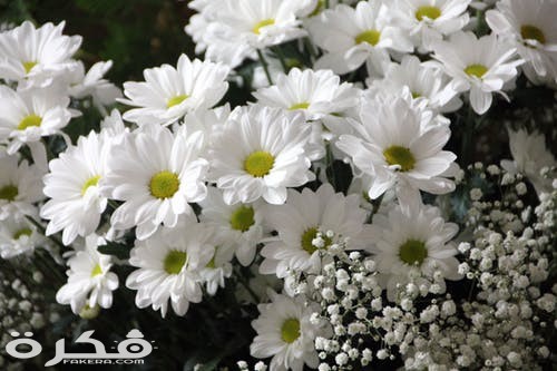 flowers plant bloom daisies 64736