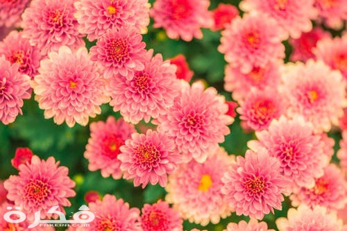 flowers summer pink nature 47360