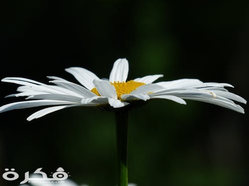 flowers white meadows margerite leucanthemum vulgare 66241