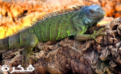 green iguana by squirrelgirl111 d555ygs min