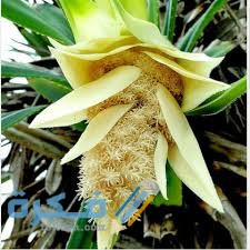 زهرة الكادي  النادرة