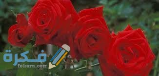 ما الفرق بين الورد المحمدي والسلطاني