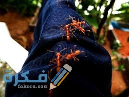 أسباب وجود النمل في الملابس أسباب وجود النمل في الملابس