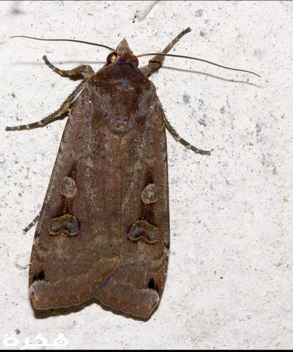 فراشات ليليه