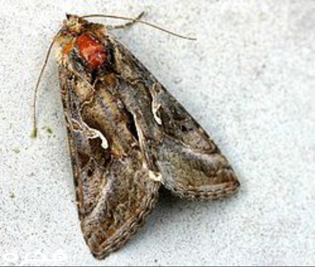 فراشات ليلية