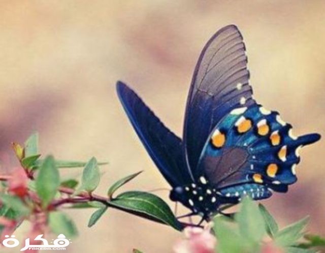 خطافية الذيل